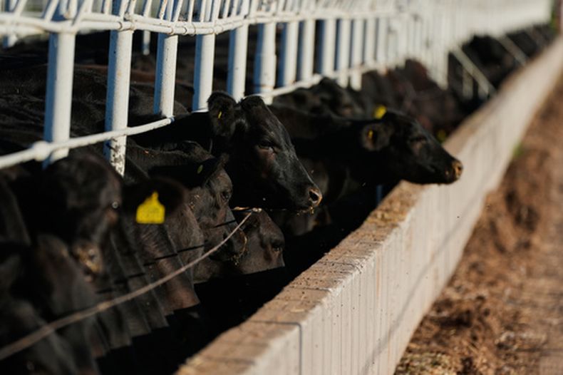 Unos terneros se alimentan antes de ser inspeccionados para su exportación a Estados Unidos en una asociación regional de ganaderos en Hermosillo, México, el martes 18 de agosto de 2026, previo a la reapertura de la frontera estadounidense a las importaciones de ganado mexicano. (AP Foto/Fernando Llano)
