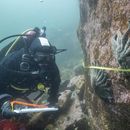 Foto suministrada por el Instituto Hakai que muestra a la científica Alyssa Gehman con estrellas de mar en la costa de la Columbia Británica, Canadá, en 2023. (Bennett Whitnell/ Instituto Hakai via AP)