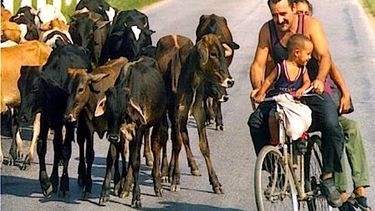 las vacas mueren de sed... y los cubanos sin probar la carne