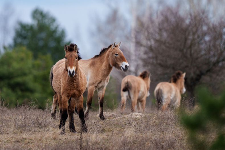 Caballos Przewalski salvajes se ven en un bosque en la zona de exclusión de Chernóbil, en Ucrania, el miércoles 8 de abril de 2026. El nombre ucraniano de la ciudad es Chornobyl. (AP Foto/Evgeniy Maloletka)