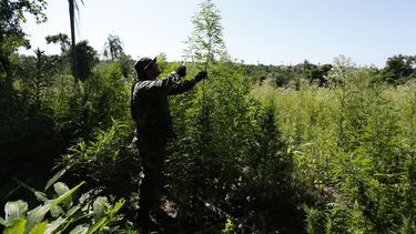 americateve | Machete en mano, un soldado inspecciona una planta de marihuana durante una redada en la que se destruyeron cultivos ilegales cerca de Curuguaty, en Paraguay, el 18 de noviembre del 2014. (AP Photo/Jorge S&aacute;enz)