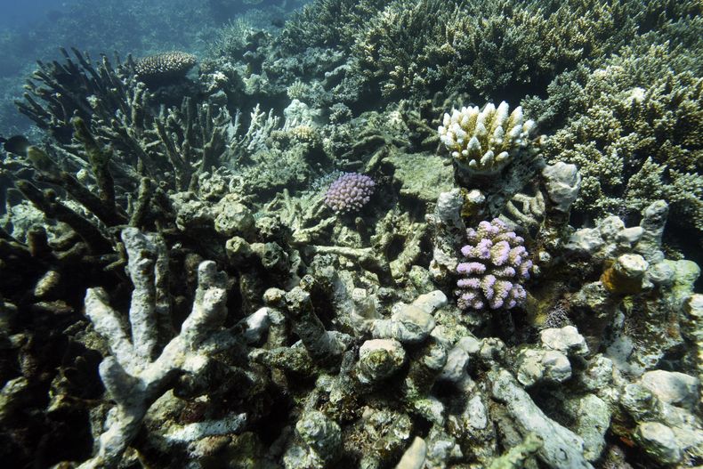 En esta imagen de archivo, un arrecife de coral en el territorio marino de Gunggandji, ante la costa de Queensland, en el este de Australia, el 13 de noviembre de 2022. (AP Foto/Sam McNeil, archivo)