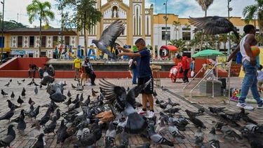 lio amoroso empana la campana presidencial colombiana