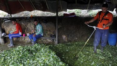 Colombia buscará que hoja de coca no sea sustancia prohibida