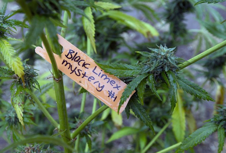 AMN-POL_EEUU-ELECCIONES-MARIHUANA-0.jpg
