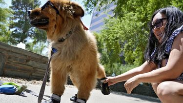 ARCHIVO - Terry Tang coloca unas botas a su perro de 7 años de edad Teddy en un parque, el 15 de julio de 2024, en Phoenix. (AP Foto/Matt York, Archivo)