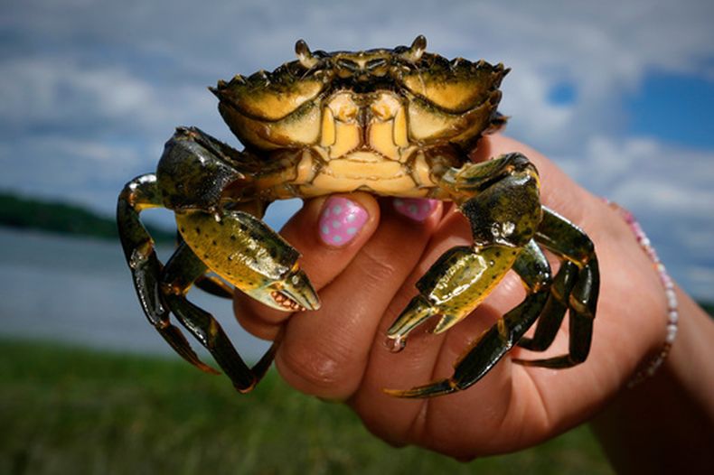 Un estudiante sostiene un cangrejo verde capturado en el río Harraseeket, el viernes 19 de junio de 2026, en Freeport, Maine. (AP Foto/Robert F. Bukaty)