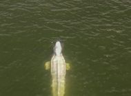 francia: rescatistas rastrean ballena beluga en el rio sena