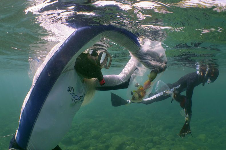 REP-GEN PECES DE ACUARIO-EXPLOTACIÓN MARINA