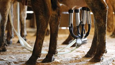 Una vaca lechera en una granja en Newcastle, Maine, el 31 de marzo del 2015. (AP foto/Robert F. Bukaty)