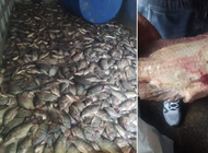 en medio de la escasez de alimentos en cuba, se pudren toneladas de pescado en bejucal