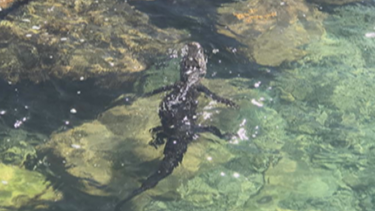 americateve | CAIMAN.png