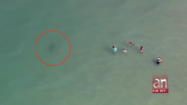 peligro: drone capta un tiburon nadando muy cerca de banistas en una playa de la florida