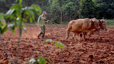 sector agropecuario expuesto a la inseguridad y delincuencia en venezuela