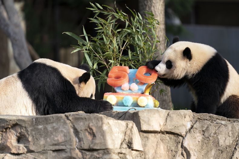 AMN-GEN PANDAS-CUMPLEAÑOS