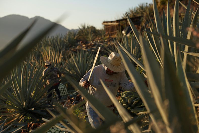Un trabajador corta una piña de agave utilizada para producir mezcal en Nejapa de Madero, Oaxaca, el jueves 22 de enero de 2026. (AP Foto/Claudia Rosel)