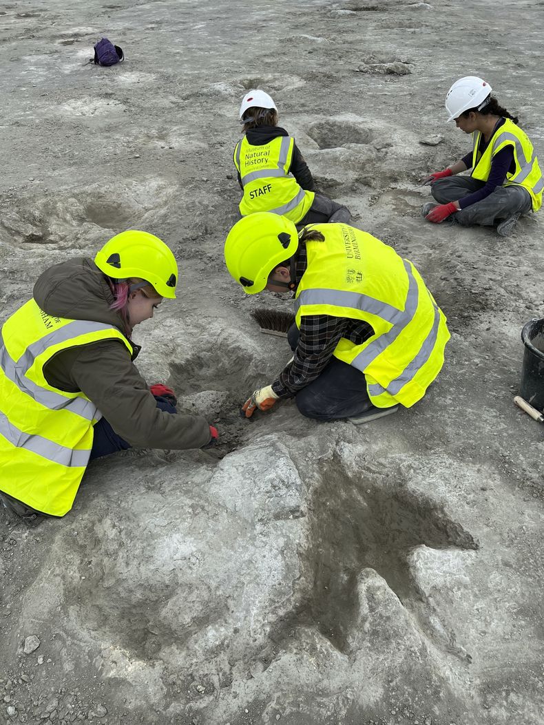 En esta foto sin fecha, proporcionada por el Museo de Historia Natural de la Universidad de Oxford y la Universidad de Birmingham el jueves 2 de enero de 2025, se muestran los trabajos que se realizan tras el descubrimiento de cinco grandes vías que formaban parte de una “autopista de dinosaurios”, en la cantera de Dewars Farm en Oxfordshire, Inglaterra. (Emma Nicholls/OUMNH vía AP)