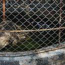 ALERTA en Caibarién: se escapa un cocodrilo del zoológico y autoridades piden extrema precaución