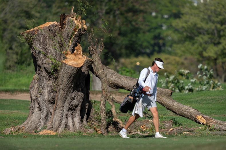 Un golfista al lado de un árbol cortado en East Potomac Golf Links, en Washington, el 12 de octubre del 2026. (AP foto/Mark Schiefelbein)