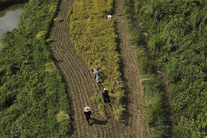 Esta toma aérea muestra a agricultores que trabajan en arrozales en el poblado de Kamimomi, prefectura de Okayama, el 7 de septiembre de 2024, en Japón. (AP Foto/Ayaka McGill)
