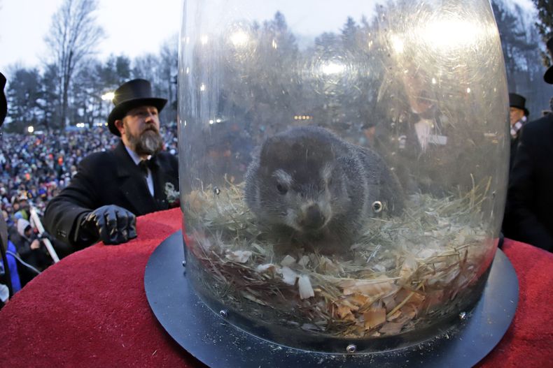 Punxsutawney Phil, la marmota cuyos movimientos según la tradición predicen cuánto más durará el invierno, en Gobblers Knob, Pensilvania el 2 de febrero del 2019. (Foto AP/Gene J. Puskar)