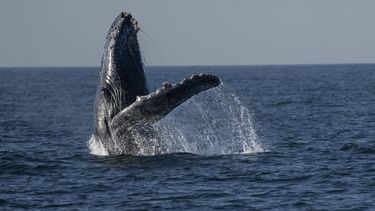 Una ballena jorobada frente a la costa de Niteroi, en el estado de Río de Janeiro, Brasil, el jueves 20 de junio de 2024. (AP Foto/Silvia Izquierdo)