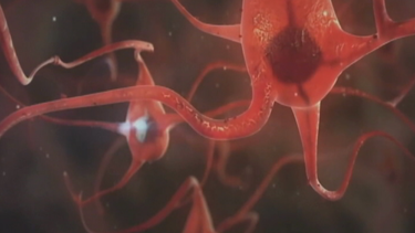 prueba cutanea para detectar alzaheimer y parkinson