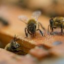 Una colonia de abejas en una colmena del patio de Nathalie Steinhauer, investigadora de abejas de la Universidad de Maryland, el miércoles 21 de junio de 2023, en College Park, Maryland. (AP Foto/Julio Cortez)