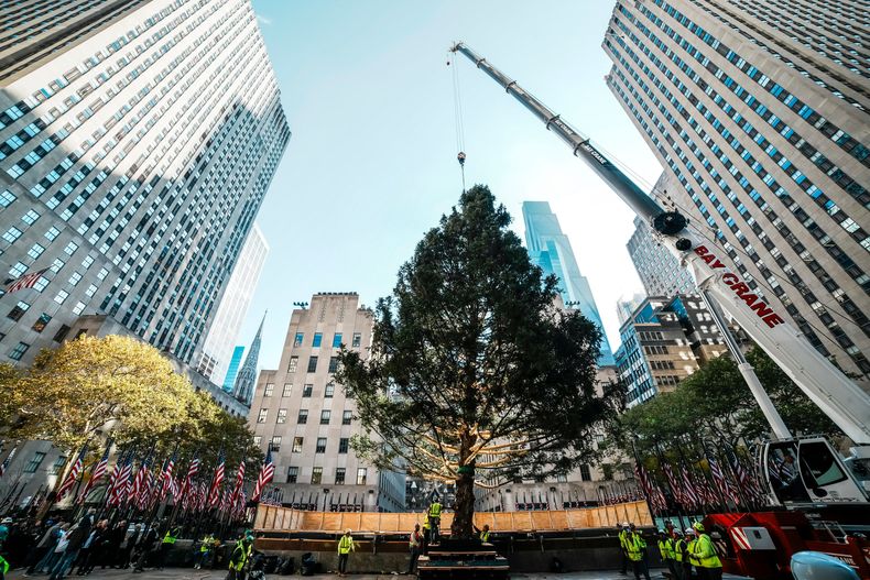 El árbol de Navidad del Centro Rockefeller es colocado en su sitio por una grúa en la Plaza Rockefeller, el sábado 8 de noviembre de 2025, en Nueva York. (AP Foto/Eduardo Munoz Alvarez)