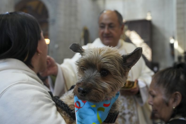 Gabriela Viquez lleva en brazos a su Yorkie dorado y negro, Jerome, mientras recibe la comunión en la misa de la bendición anual de los animales en la catedral metropolitana de Ciudad de México, el viernes 17 de enero de 2025. (AP Foto/Marco Ugarte)
