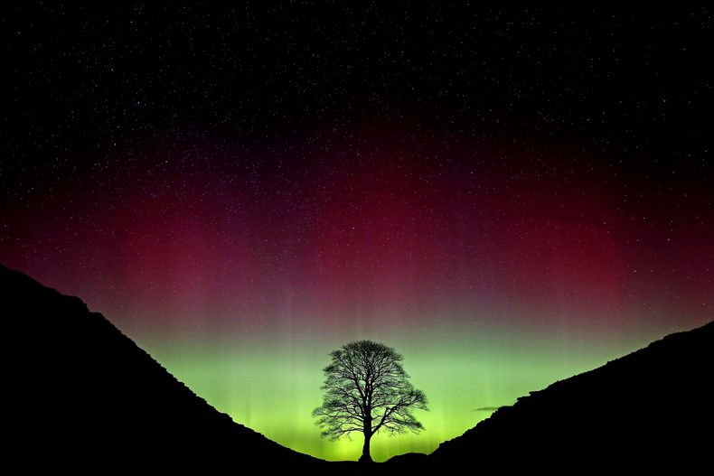 ARCHIVO - Una aurora boreal brilla sobre el árbol de Sycamore Gap, en el muro de Adriano en Northumberland, Inglaterra, el 3 de julio de 2016. (Owen Humphreys/PA vía AP, archivo)