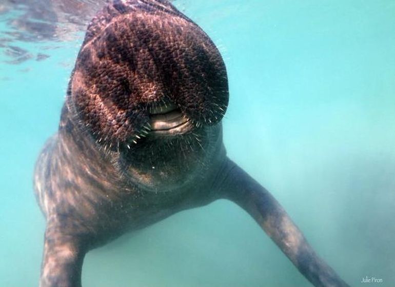  Manatí Juanita (Manati protegido po el medio ambiente que fallecio en  el 2020)
