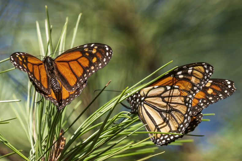 AMN-CIE MARIPOSA MONARCA