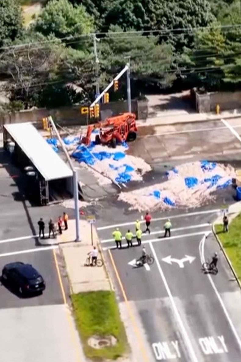 En esta imagen tomada con un dron, trabajadores recogen calamares de una calle, el domingo 16 de agosto de 2026, en Narragansett, Rhode Island. (John McNamara/PierPicture via AP)