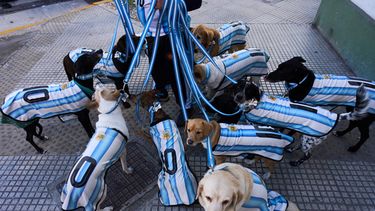 Nahuel Meneghini, paseador de perros, pasea a los perros vestido con camisetas de la selección argentina de fútbol en Buenos Aires, Argentina, el jueves 2 de julio de 2026. (Foto AP/Rodrigo Abd)