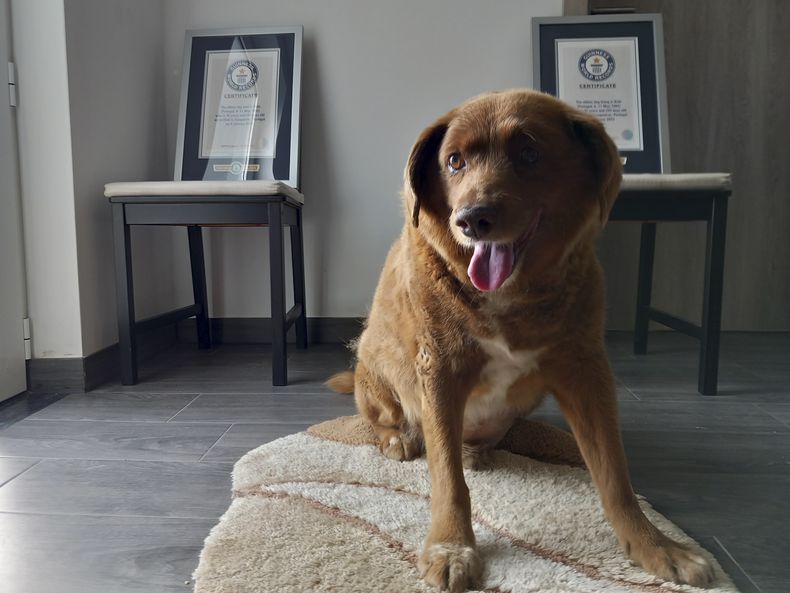 Bobi, un perro Rafeiro do Alentejo, posa para una fotografía para su certificado del Guinness World Record como el perro de mayor edad del mundo, el sábado 20 de mayo de 2023, en su residencia en Conqueiros, en el centro de Portugal. (AP Foto/ Jorge Jeronimo)
