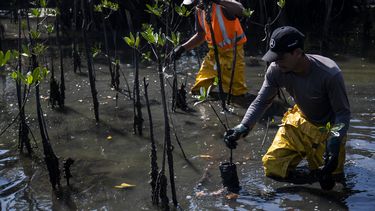 Trabajadores colocan plántulas en un bosque de manglar recuperado, que alguna vez fue parte de un vertedero de basura en Duque de Caxias, Brasil, el martes 25 de julio de 2023. (AP Foto/Bruna Prado)