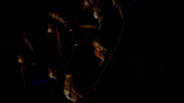 El COVID-19 no frena el espectáculo en la ópera de Madrid