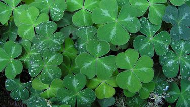 Día de San Patricio en Miami