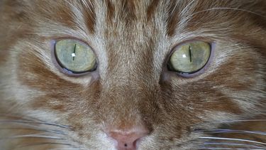 Un gato posa para una foto en Londres, el 4 de febrero de 2025. (AP Foto/Kirsty Wigglesworth)