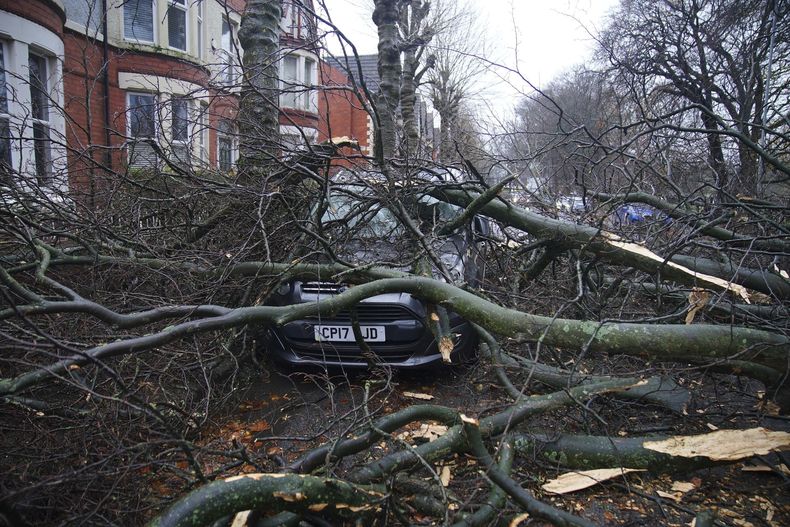 Un auto queda atrapado debajo de las ramas de un árbol derribado por los fuertes vientos de la tormenta Darragh, en Liverpool, Inglaterra, el sábado 7 de diciembre de 2024. (Peter Byrne/PA vía AP)