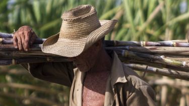 Cuba terminó una de las peores zafras de su historia. (Archivo)&nbsp;
