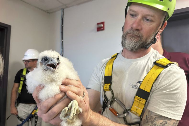 Conservacionistas anillan polluelos de halcón peregrino de 4 semanas en la Corte del Condado Union en Elizabeth, Nueva Jersey, el 19 de mayo de 2025. (AP Fs/Mike Catalini)
