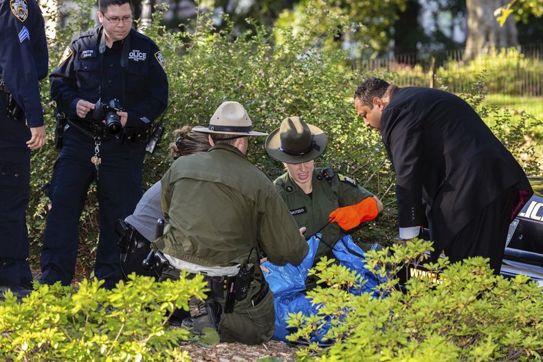 La policía de Nueva York y agentes de Conservación Ambiental del Estado de Nueva York manejan el cuerpo de un cachorro de oso que fue hallado muerto debajo de unos arbustos en Central Park, el lunes 6 de octubre de 2014, en Nueva York. (AP Foto/Stefan Jeremiah)