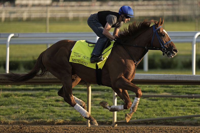 Mugatu, alterno en el Derby de Kentucky trabaja en Churchill Downs antes del Derby el miércoles 1 de mayo del 2024. (AP Foto/Charlie Riedel)