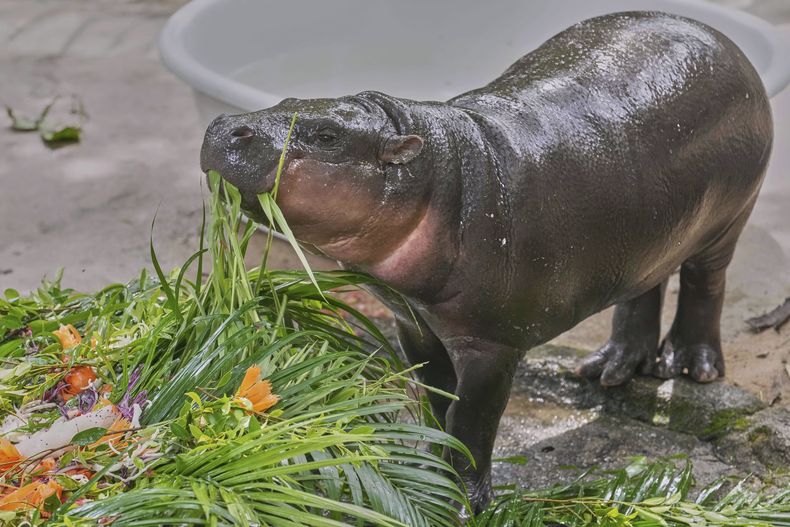 Moo Deng, una cría de hipopótamo pigmeo, come fruta durante la celebración de su primer cumpleaños en el zoo de Khao Kheow, en la provincia de Chonburi, Tailandia, el 10 de julio de 2025. (AP Foto/Sakchai Lalit)