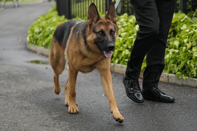 ARCHIVO - El perro del presidente estadounidense Joe Biden, Commander, pasea por los terrenos de la Casa Blanca, en Washington, el 29 de abril de 2023. (AP Foto/Carolyn Kaster, Archivo)