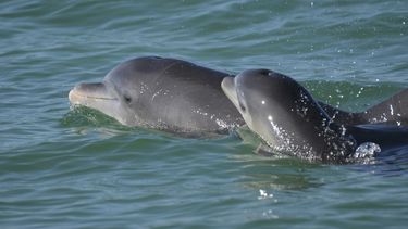 En esta fotografía, delfines nariz de botella nadan en aguas abiertas frente a la bahía de Sarasota, en Florida. (Sarasota Dolphin Research Program vía AP)