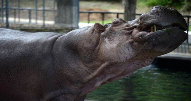 Zoologico.jpg