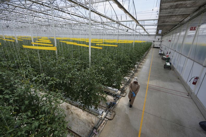 Un trabajador camina entre plantas de tomate en un invernadero de la granja Veggie Prime, que exporta a Estados Unidos, en Ajuchitlán, México, el miércoles 23 de julio de 2025. (AP Foto/Marco Ugarte)